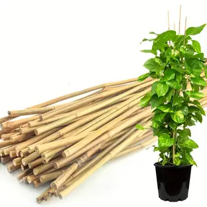 GrowJoy Bamboo Plant Stakes - 50-Pack Garden Support for Indoor & Outdoor Plants, Tomatoes & Climbing Plants