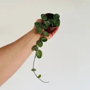 Hoya Mathilde Splash - Super Splashy Hoya - Currently Trailing - Live Houseplant in 3” Pot