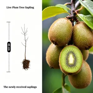 2026 Trend Live Fig Tree Seedlings, Dwarf Fruit Shrub, Perennial Edible Garden Plant, Outdoor Orchard Sapling, Potted Landscape Greenery, Cold Hardy, Drought Resistant, Fast Fruiting, Sweet Harvest, Low Maintenance, Easy Grow for Yard Patio Balcony