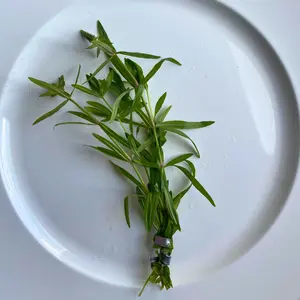 Stellatus Stem Plant Bunches- Freshwater Aquarium Plant-Can be trimmed into almost any shape! Emersed/Transitioning Cuttings- Great for Shrimp, Betta, and Beginner tanks!
