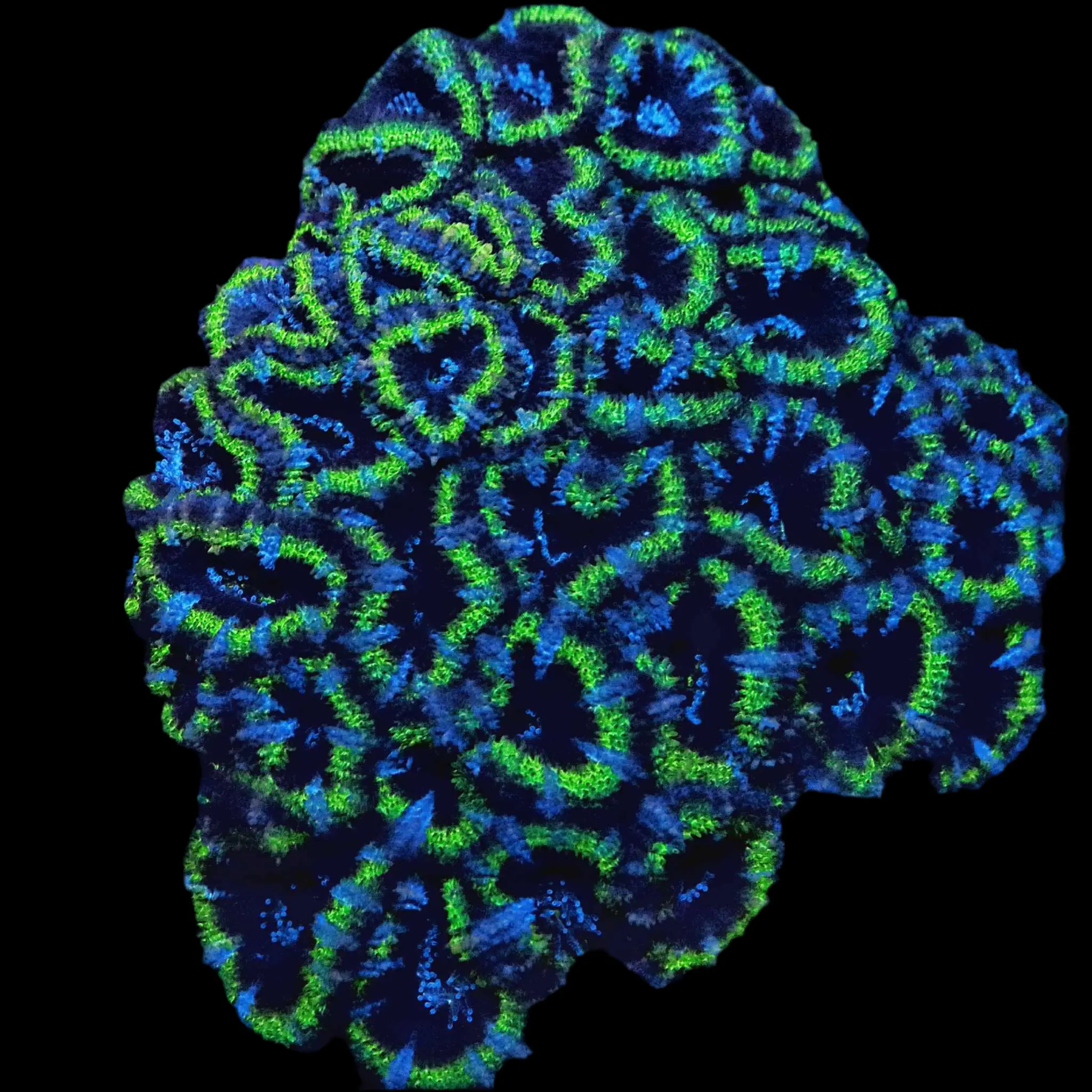 Emerald Eclipse Acan Lord Emerald Eclipse Acan Lord