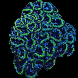 Emerald Eclipse Acan Lord