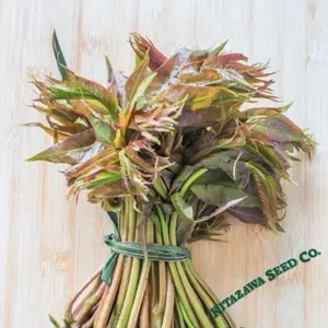 Chinese Toon Seeds - North Red