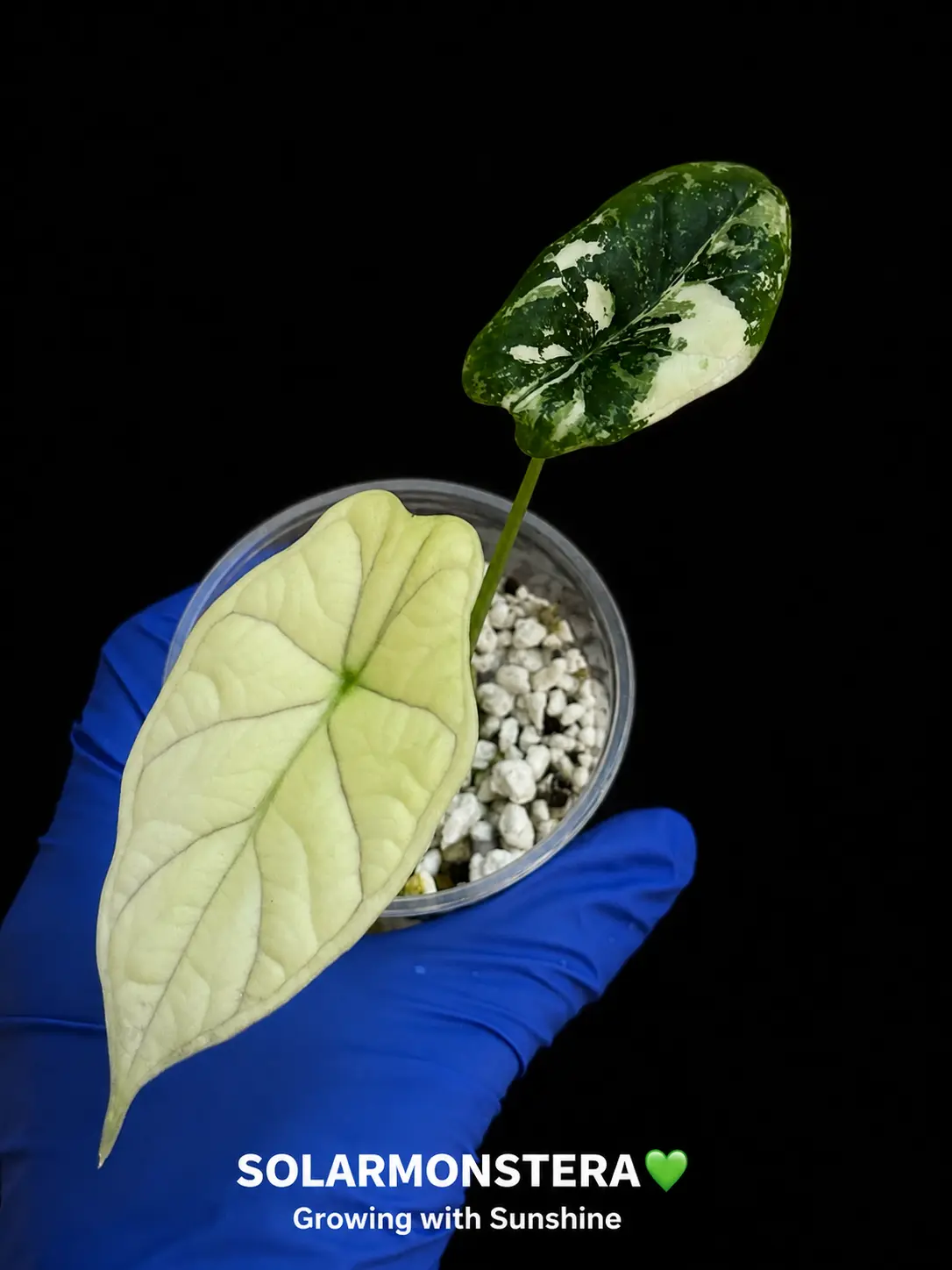 Alocasia Baginda Dragon Scale Albo Galaxy Tissue Culture in Gel