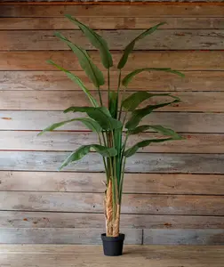 Potted Giant Strelitzia 118in.