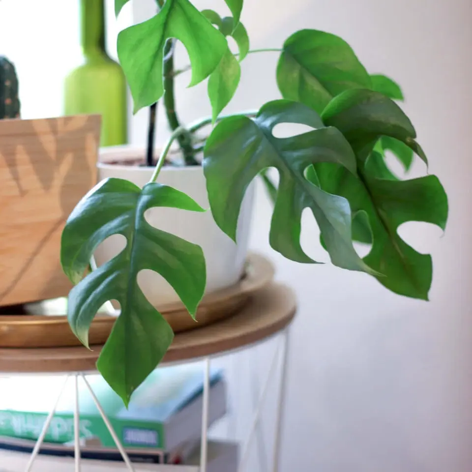 Monstera Ginny Mini Leaf Rhaphidophora tetrasperma