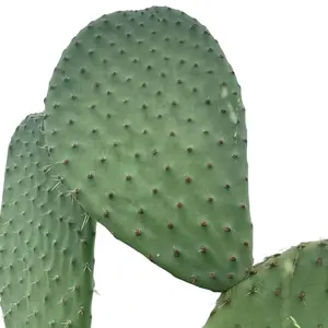 Opuntia cactus - nopale - Flowering and fruiting age! 3 healthy pads per order !
