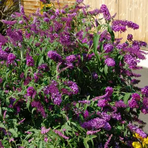 Buddleia 'Nanho Purple' Flowering Shrub with Purple Blooms - 1 Gallon Pot