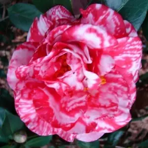 Vareigatred Camellia Japonica- Guilio Nuccio- Live STARTER Plant- ship in pot
