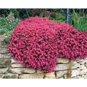 RED ROCK CRESS / PERENNIAL / DEER RESISTANT ,FLOWER SEEDS