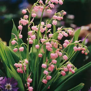 Mixed Lily of the Valley Flower Seeds, Fragrant White & Pink Perennial Blooms, Easy to Grow, Ideal for Garden Borders, Landscaping, Ground Cover, Shade-Loving Spring Flower Seeds