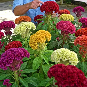 1000  Grow Stunning Celosia!  Bright Blooms All Summer Long – Easy to Plant Seeds