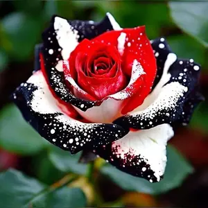 Rare Rose Flower Seeds, 300+ Easy-to-Grow Mix Color Seed Starting Flowers for Home Garden Supplies