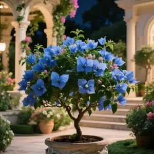 Bougainvillea seeds, suitable for outdoor planting, perennial ornamental plants, suitable for lush gardens, easy to maintain, easy to care for in all seasons
