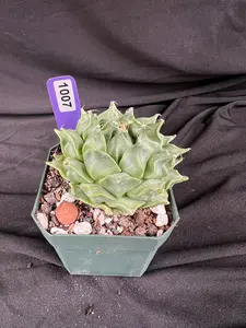 Obergonia Denegrii - 'Artichoke Cacti -  Grower Choice - 1007