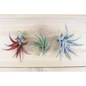 Inca Collection of Tillandsia Air Plants [6 Pack]