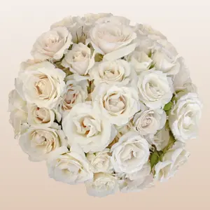 Spray Roses White 12 Bunches 10 Stems 40cm with 3-4 Blooms Per Stem for Bouquets and Weddings