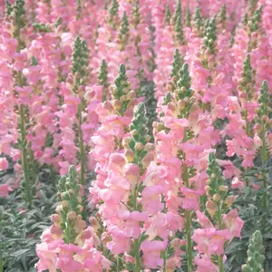 Mix Snapdragon seeds (Antirrhinum Majus) 5000 pcs - Heirloom & Organic Tall Snap Dragon Mix, Annual Flower Garden seeds, Cut Flower Seeds for Planting-Ideal for Outdoor Garden & Containers