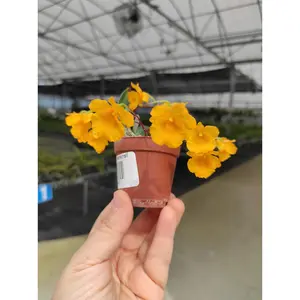 Dendrobium jenkinsii