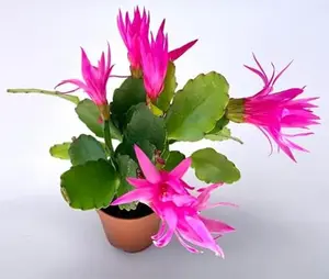Pink Flower Easter Cactus Rhipsalidopsis Gaertnerrii