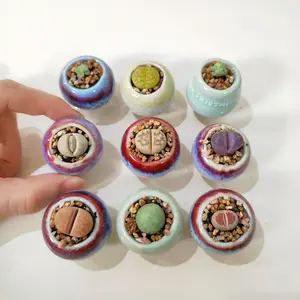 10 pieces - Lithops, bare root delivery, need to be transplanted, live plants shipped without soil, clean and sanitary, suitable for lazy planting, low maintenance cost, garden flower planting