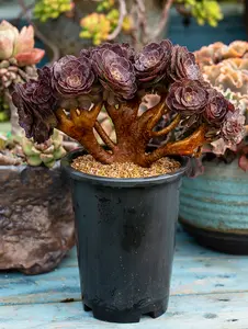 8” Rare Indoor Aeonium 'Roseraie du Haÿ' Succulent live Plants Collection For  gift