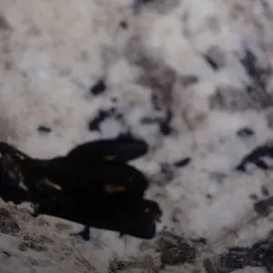 Product Review of [Dr.Melaxin Official] Cemenrete Calcium Multi Balm Eye Care Routine Korean Skin Care Anti-aging Cosmetics Eye Care Eye Stick 9g from A**🪬