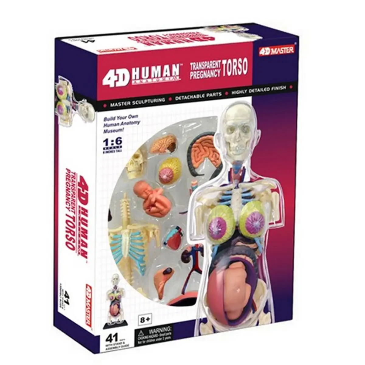 212 MAIN 4D Pregnancy Anatomy Torso, Small Animal Visual Learning Tool Toy, Visual Learning Tools
