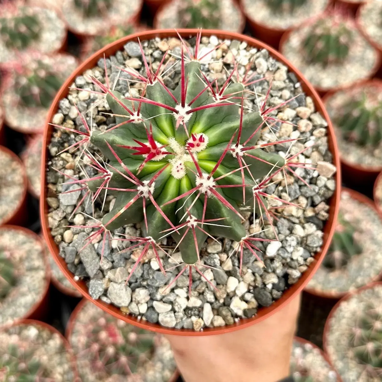 Devil’s Head Cactus, Horse Crippler Cactus, Live Plant in 2.5'', 6" pot
