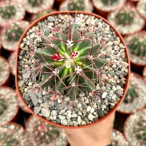 Devil’s Head Cactus, Horse Crippler Cactus, Live Plant in 2.5'', 6" pot