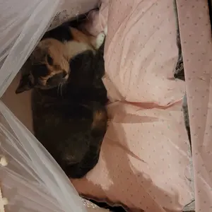 GlobHarb Portable Cat Tent House, Tent for Small Puppies and Kittens, Foldable Pet Tent, Cat Camping Tent, Pet Supplies for Small Dogs & Cats, Home Pet Supplies for Cats, Pet Products