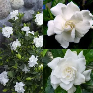 2 Gardenia Jasminoides Plants 'Veitchii' - Beautiful Fragrant Blooming Shrub - Live Plants in  Pot 2" to 5" tall
