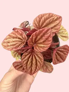4" Peperomia caperata Quito - Potted Indoor Plants - Pet Safe & Compact Size for Small Spaces