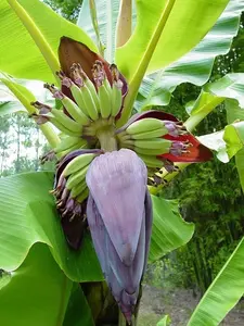 Dwarf Puerto Rican Plantain - Live Plant