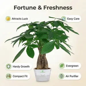 Money Tree Pachira Aquatica – Fortune Plant Easy Care Indoor Office Desk Plant