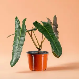 Philodendron Billietiae – Indoor Live Plant, Lance-Shaped Leaves, Exotic & Rare, Air Purifying, Bright Light, Low Light, A Collector's Choice