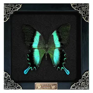 Peacock Butterfly, Vibrant Swallowtail, Mounted Lepidoptera Showcase, Colorful Winged Arthropod, Curio Cabinet Piece, Nature-Inspired Interior Accent, Collector Keepsake