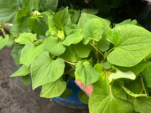 Fish Mint (Houttuynia cordata) - Root Cuttings
