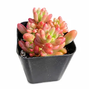 Live Jelly Bean Succulent Plant Sedum Pachyphyllum, Easy Care Indoor Outdoor Greenery Houseplant for Home Garden Office Desk Table