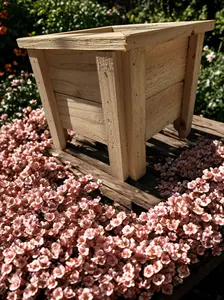 This adorable mini planter is crafted from natural cedar wood, giving it a warm, rustic charm that fits perfectly on desks or shelves