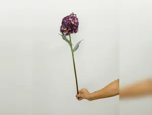 Cone Hydrangea - 2 Colors
