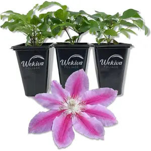 Clematis Dr. Rupple - Live Starter Plants in 2 Inch Growers Pots - Clematis 'Dr. Rupple' - Starter Plants Ready for The Garden - Beautiful Deep Pink Bloom Flowering Vine (2 Plants)