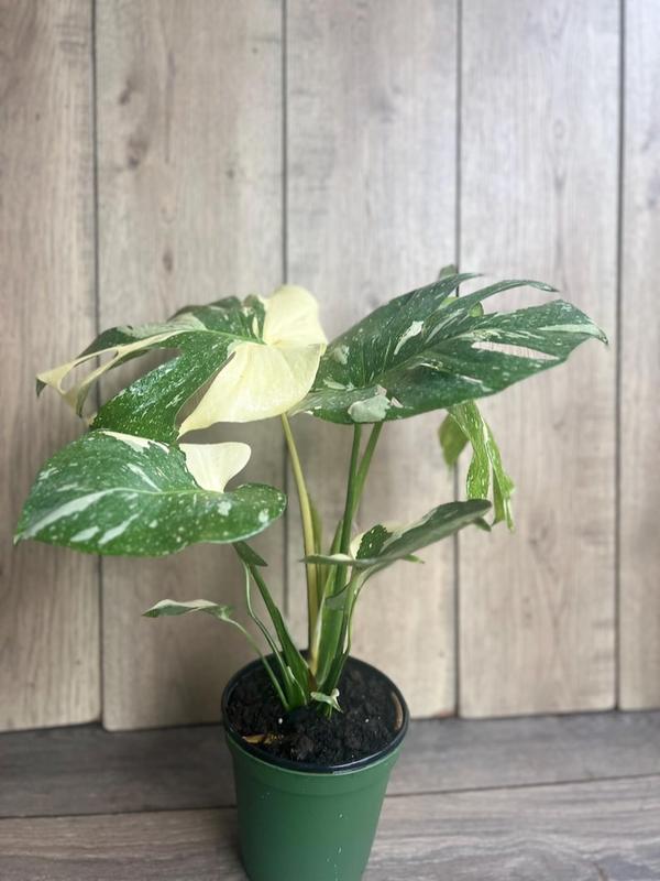 Large, Monstera Thai Constellation' in 6" POT, Thai Con.