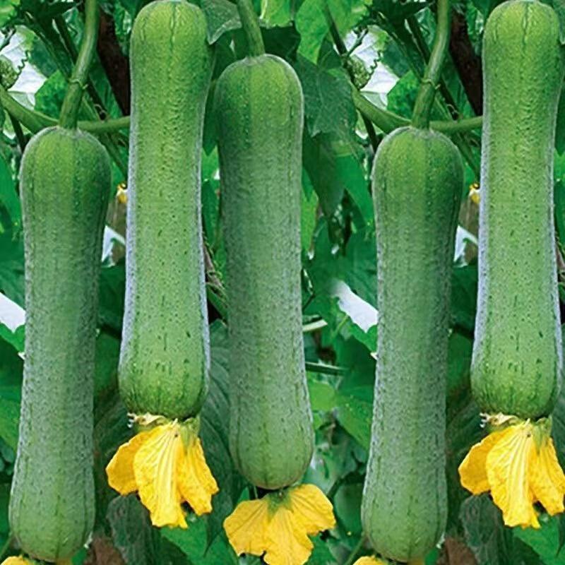 Smooth loofah seeds - 30 seeds - 2025 Plant smooth medium wide sponge open pollinated cucumber loofah Bitter Gourd Asia Grow your own family farm yard