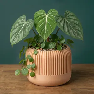 Sora Planter – Foundation