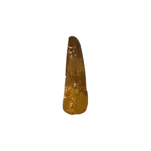 Fossilized Spinosaurus Dinosaur Tooth (2-2.5") - Prehistoric Collectible