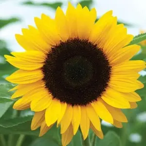 Sunflower Seed Planting - Plant and plant yellow sunflowers in your home outdoor garden | Heirloom non-GMO seed planting pack 1