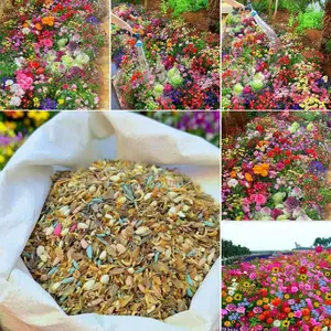 120+Mixed Flower Seeds, 500 Seeds, Easy to Grow, Perennial Wildflowers, Year-Round Planting, 95% Germination