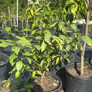 Persian lime No Seed | Chanh Ko Hat | 3gal | No CA
