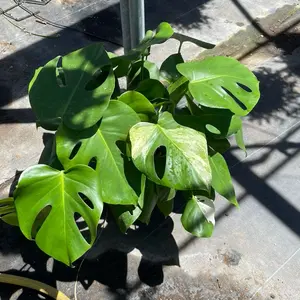 8” Thai Constellation Monstera MIXED With Regular Monstera Indoor Home Sculpture